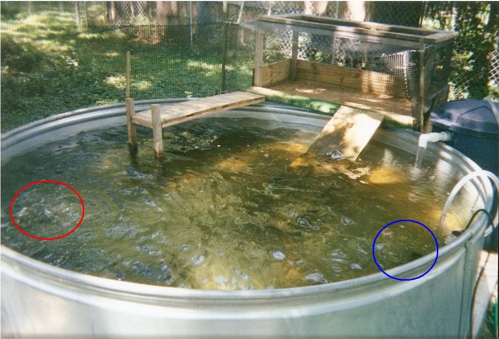 8Foot Diameter Stock Tank Pond Habitats and Equipment Turtle Forum